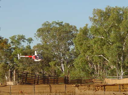 Mustering Helicopter