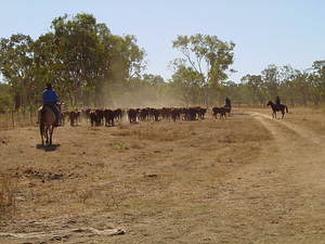 Moving cattle on horseback